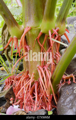 Aerial roots of Himalayan balsam, Impatiens glandulifera, invasive introduced non native plant, Wales, UK.