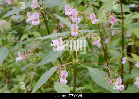 Himalayan balsam, Impatiens glandulifera, invasive introduced non native plant, Wales, UK.