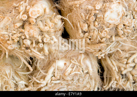 abstract full frame background showing some rooty celery Stock Photo