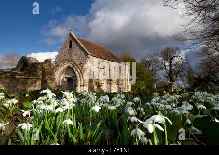 Snowdrops in the churchyard at St. Leonard's Old Church in Sutton Veny in Wiltshire. Stock Photo