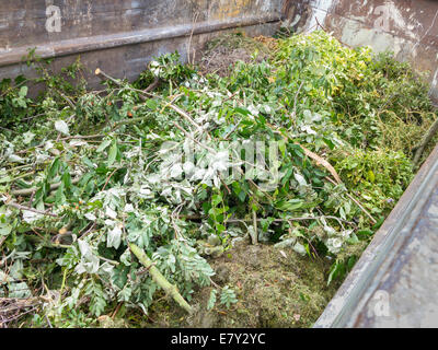Local authority public recycling facility for green garden waste, UK Stock Photo