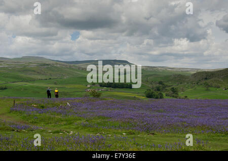 In scenic uplands, couple walk past beautiful, springtime bluebell carpet on the high, open pastures of Oxenber Woods - Yorkshire Dales, England, UK. Stock Photo