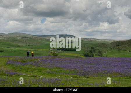 In scenic uplands, couple walk past beautiful, springtime bluebell carpet on the high, open pastures of Oxenber Woods - Yorkshire Dales, England, UK. Stock Photo