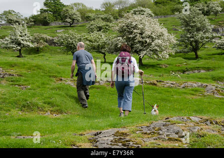 Couple (man & woman) & small dog on lead, walk up grassy hillside slope with flowering hawthorn trees - Oxenber Woods, Yorkshire Dales, England, UK Stock Photo
