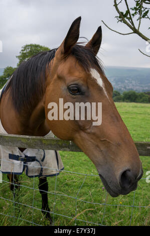 Close-up of bay horse's head & front part of body (friendly brown pet in rug, leaning over wooden & wire field fence) - West Yorkshire, England, UK. Stock Photo