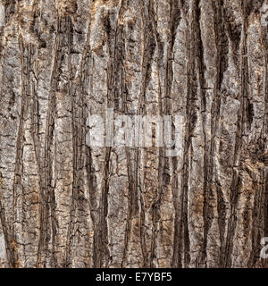 Close-up old palm cork background texture. Stock Photo