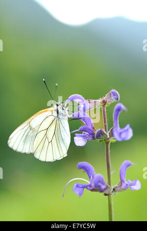 Black-veined White Butterfly (Aporia Crataegi)  roosting on a Meadow Clary (Salvia pratensis). Stock Photo