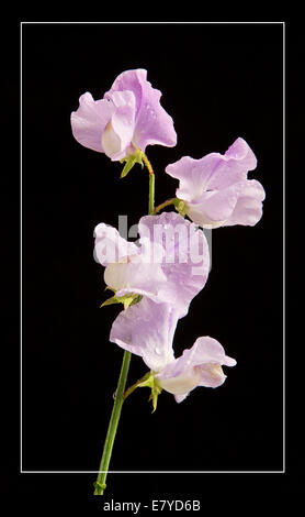 A beautiful and delicate lilac-flowered Sweet Pea (Lathyrus odoratus), with raindrops. Stock Photo