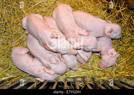 Newborn piglets sleeping on straw in a nursery cage. Stock Photo