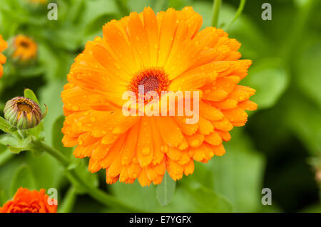 Marigolds Inverewe Gardens Poolewe Ross & Cromarty Highland Scotland Stock Photo