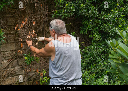 Man busy and concentrated trimming plants in the garden Stock Photo