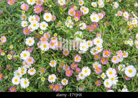 Purple and white Bellis perennis covering a lawn of grass. Stock Photo