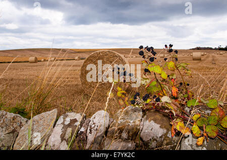 blackberries in front of an autumn field Stock Photo