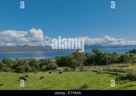Soay Sheep (Ovis aries) in field looking over the Sound of Sleet to Knoydart from nr Armadale Isle of Skye Highland Scotland UK  Stock Photo