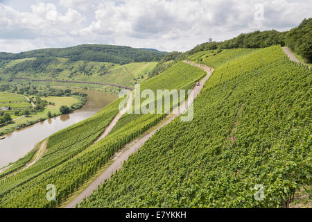 Vineyards in Germany along river Moselle Stock Photo