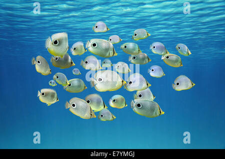 School of tropical fish, Four-eyed Butterflyfish under water surface, Caribbean sea Stock Photo