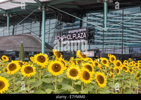 Sunflowers in front of a shopping centre at the airport of Amsterdam Stock Photo