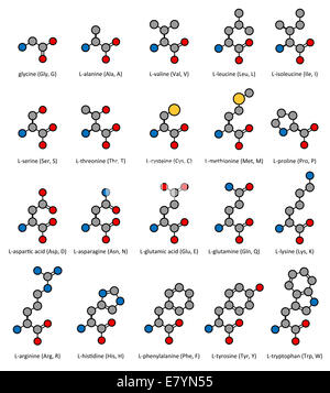 Amino acids, chemical structures: glycine, alanine, valine, leucine ...