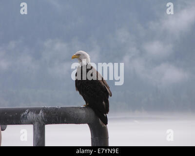 A Bald Eagle (Haliaeetus leucocephalus) perched on a metal railing in Seward, Alaska. Stock Photo
