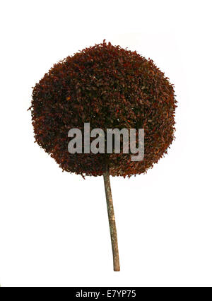 tree isolated on white Stock Photo