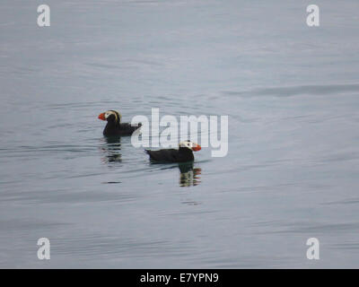 A pair of Tufted Puffins (Fratercula cirrhata) floating near South Marble Island in Glacier Bay, Alaska. Stock Photo