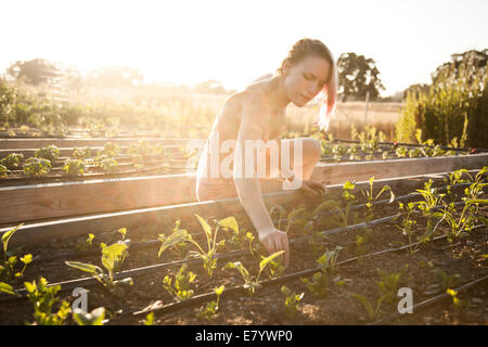 Young woman planting seedlings Stock Photo