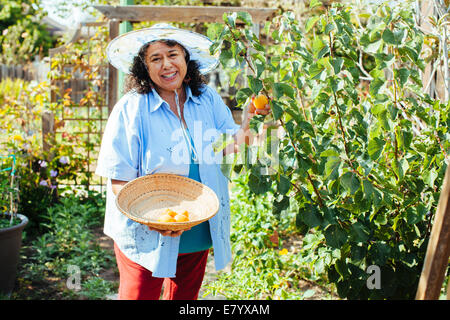 Woman picking peaches in garden