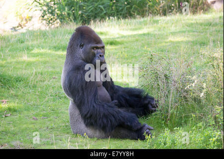 Western gorrilla (Gorilla gorilla) giving a strange look in Berlin zoo Stock Photo