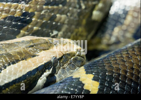 Head shot of coiled large snake (python) Stock Photo