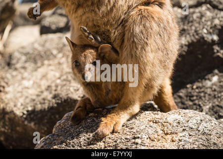 Stock photo of a Mareeba rock wallaby with a joey in her pouch. Stock Photo