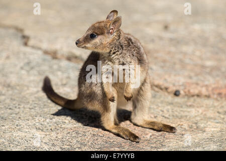 Stock photo of a cute mareeba unadorned rock wallaby joey. Stock Photo