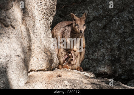 Stock photo of a young Mareeba unadorned rock wallaby joey in his mom's pouch. Stock Photo