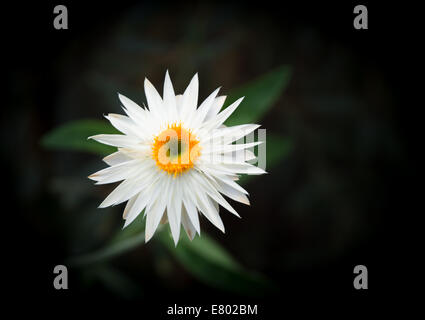 White everlasting flower isolated on black Stock Photo