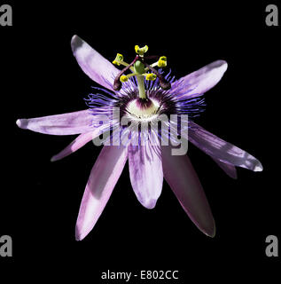 Passionvine flower closeup Passiflora Incarnata isolated on black. Stock Photo