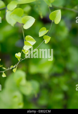 Heart Shaped Green Variegated Leave Hanging Vine Plant Bush Of Devilu2019s  Ivy Or Golden Pothos Popular Foliage Tropical Houseplant Isolated On White  With Clipping Path Stock Photo - Download Image Now - iStock