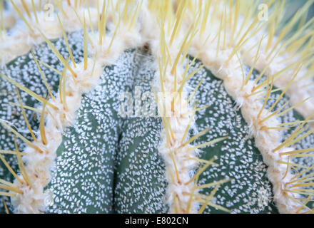 Closeup Astrophytum ornatum cactus Stock Photo