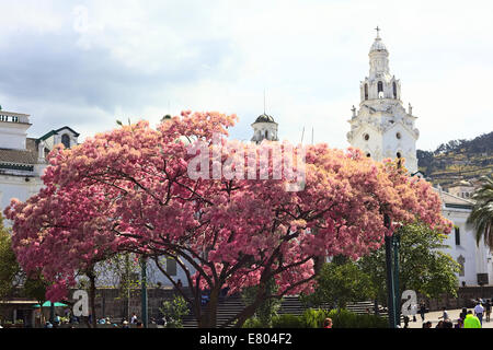 Tree with pink blossoms on Plaza Grande (main square) with the steeple of the Cathedral in Quito, Ecuador Stock Photo