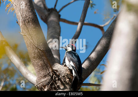 Acorn Woodpecker perched in a tree in Mexico Stock Photo