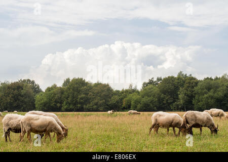 Group of sheep with horns standing in a meadow with a big cloud overhead Stock Photo