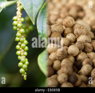 Collage of unripe pepper fruit (lat. Piper nigrum), and ripe pepper Stock Photo