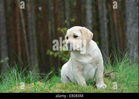 Labrador retriever puppy in forest Stock Photo