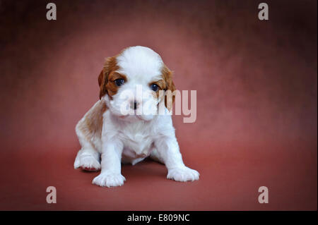 Cavalier king charles spaniel puppy Stock Photo