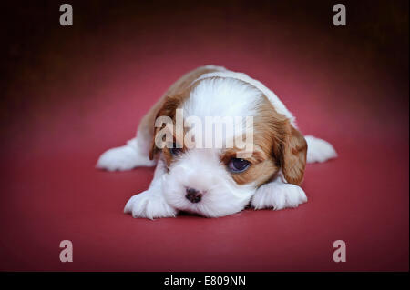 Cavalier king charles spaniel blenheim coloured puppy on red background Stock Photo