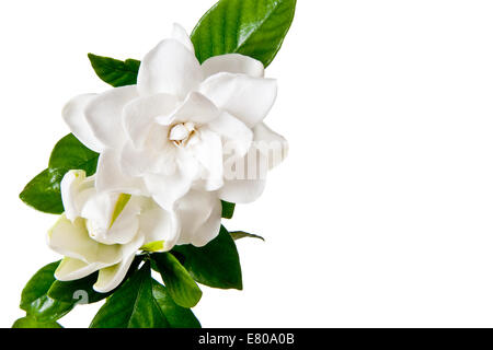 White Gardenia Blossom Isolated on White Background Stock Photo