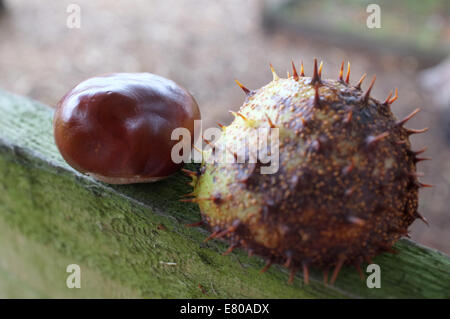 fresh conker from a horse-chestnut tree and spiky shell photographed in ...