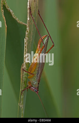 Handsome Meadow Katydid - Orchelimum pulchellum , Virginia, female Stock Photo