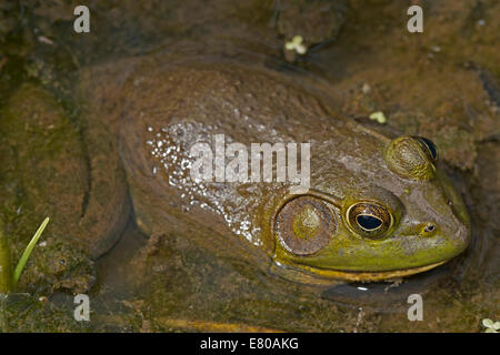 American bullfrog (Lithobates catesbeianus), Virginia Stock Photo