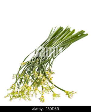 Garlic chives,Chinese chives, Oriental garlic, Chinese leek or Allium tuberosum on isolated white background Stock Photo