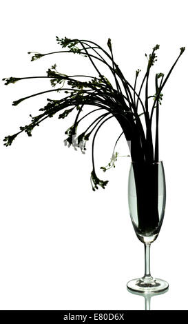 Silhouette Garlic chives in the glass on isolated white background Stock Photo
