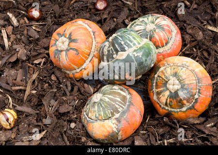 Ornamental Pumpkins on Display Stock Photo